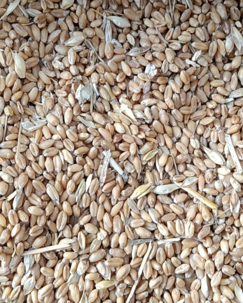 陕西小麦，颗粒饱满出面率高自己小麦干净无杂质。
