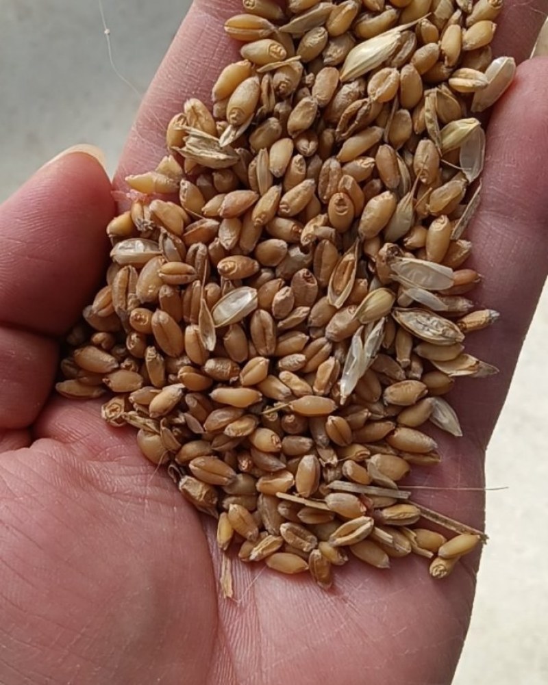 陕西小麦，颗粒饱满出面率高自己小麦干净无杂质。