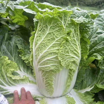 威宁高原黄兴大白菜