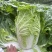 威宁高原黄兴大白菜