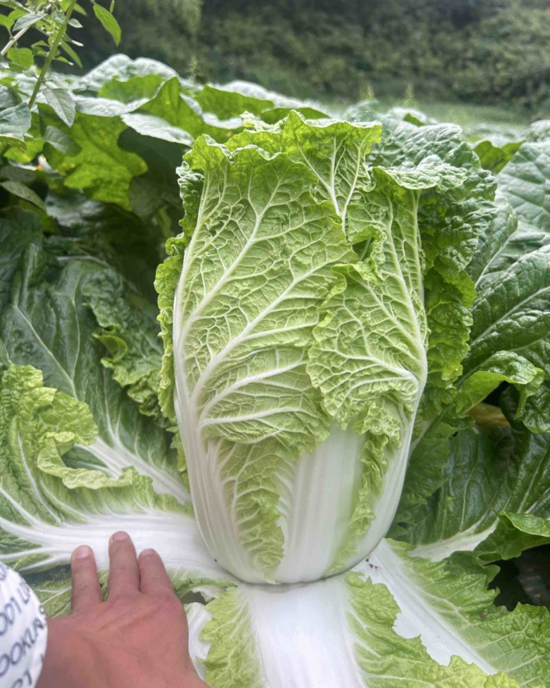 威宁高原黄兴大白菜