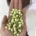 2024茉莉花新茶干净漂亮色相好香味浓郁一斤也是批发