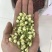 2024茉莉花新茶干净漂亮色相好香味浓郁一斤也是批发