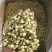 2024茉莉花新茶干净漂亮色相好香味浓郁一斤也是批发