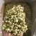 2024茉莉花新茶干净漂亮色相好香味浓郁一斤也是批发