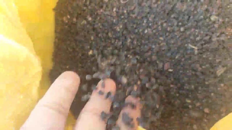 白刺果