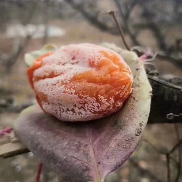 柿饼