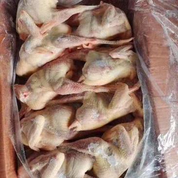 老母鸡厂家直销量大从优
