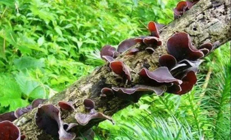 陇南康县黑木耳，产地直发，没有任何添加