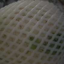 云南高原松花菜，青杆小米，花面洁白
