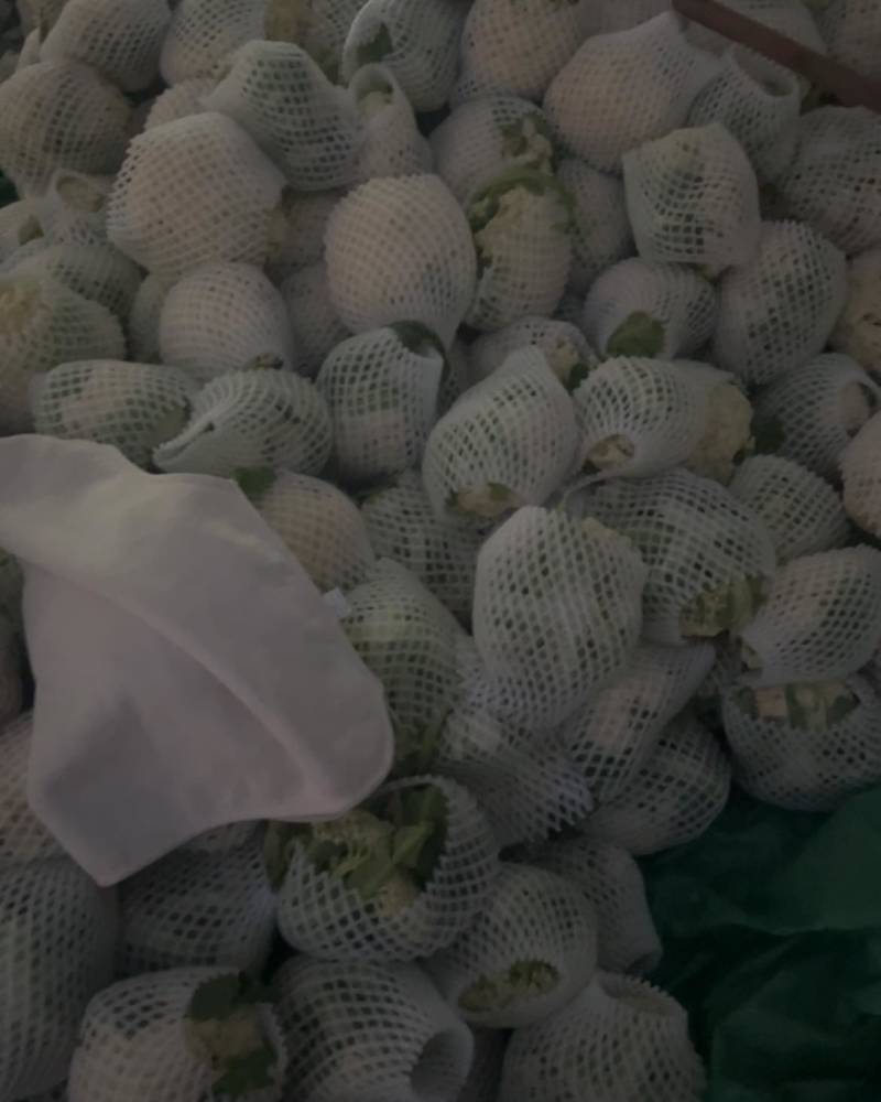 云南高原松花菜，青杆小米，花面洁白