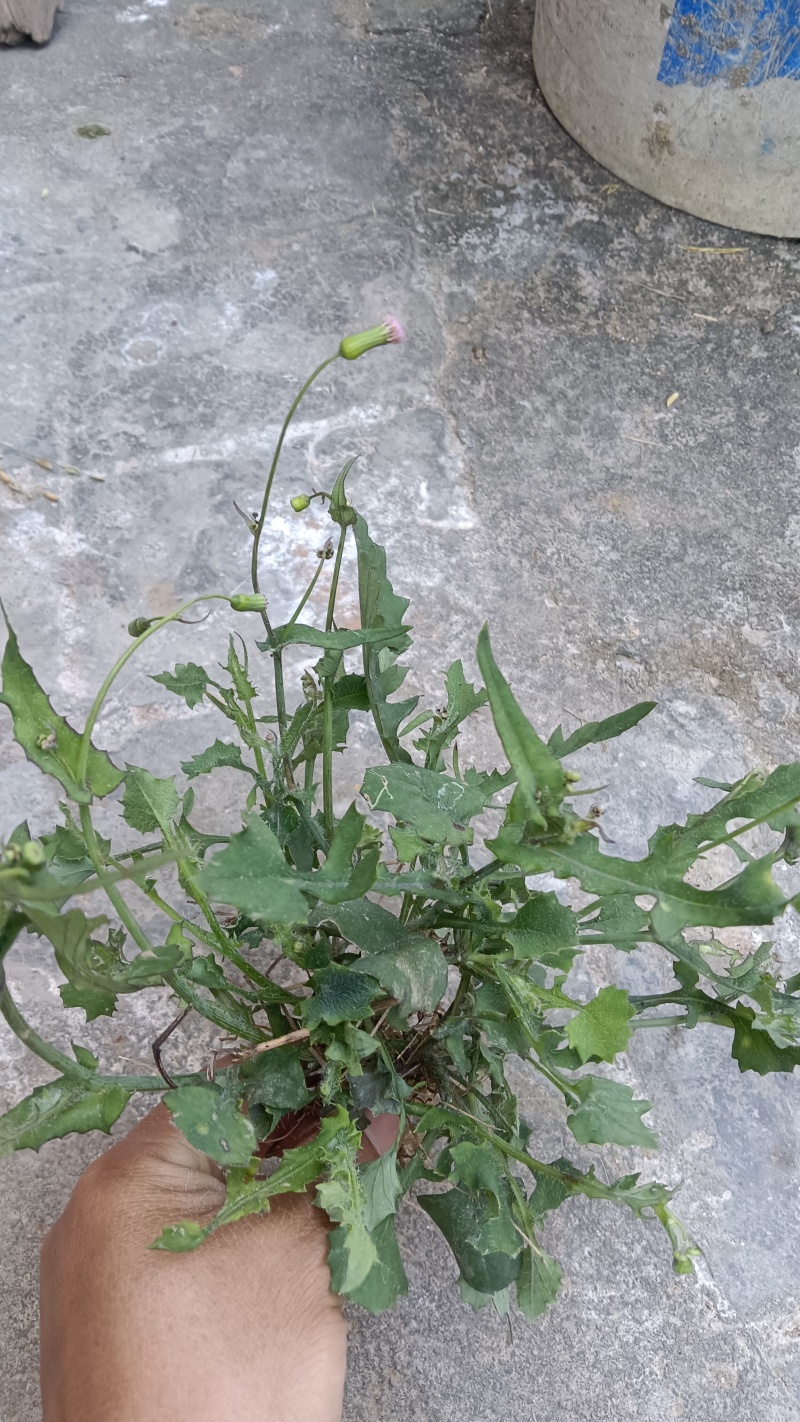 现挖，新鲜一点红，不包邮