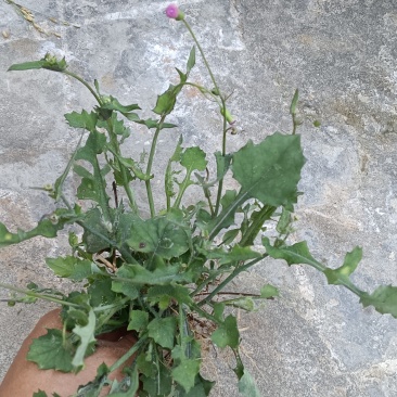 现挖，新鲜一点红，不包邮