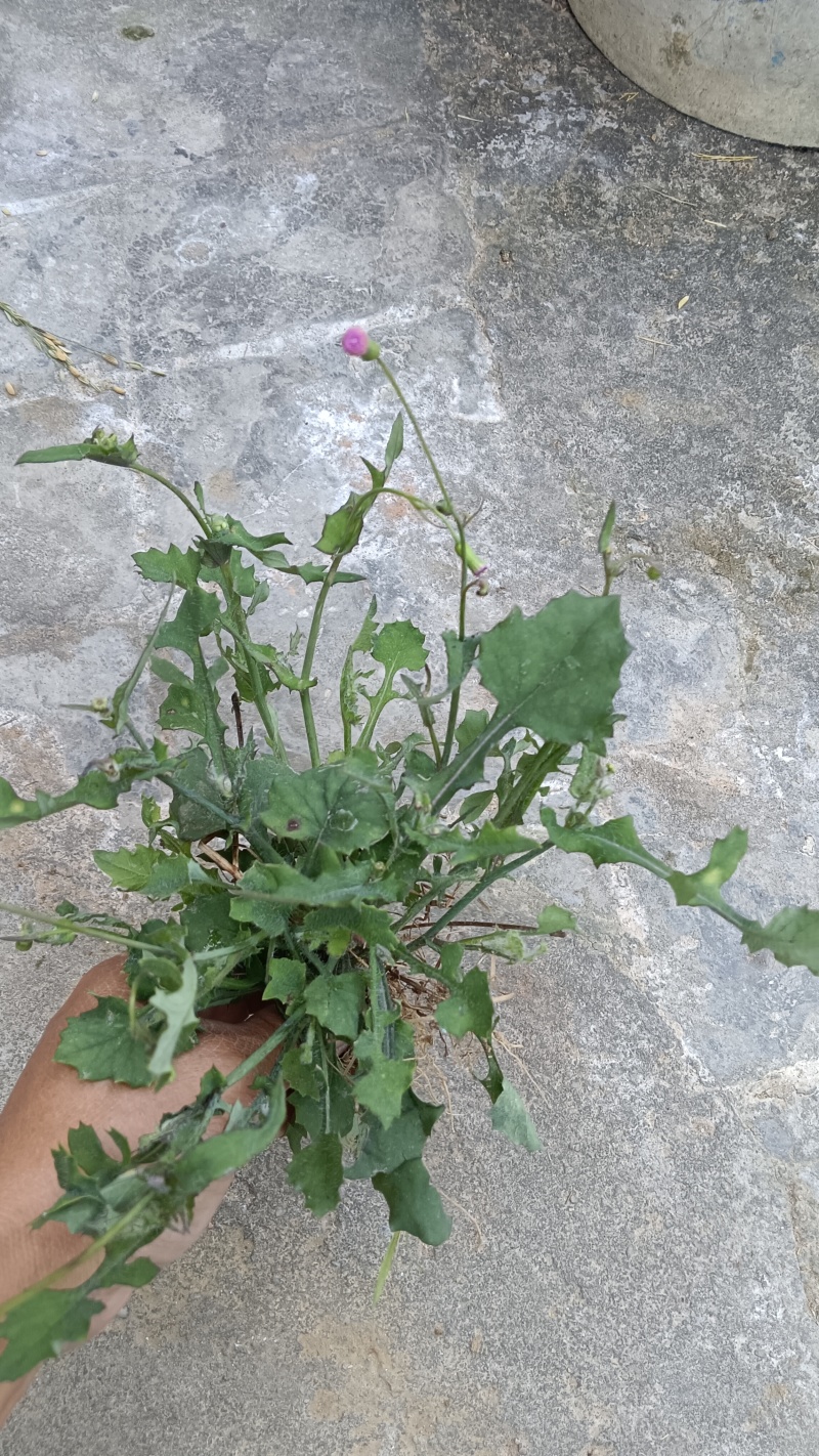 现挖，新鲜一点红，不包邮