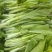 湖北白菜苔