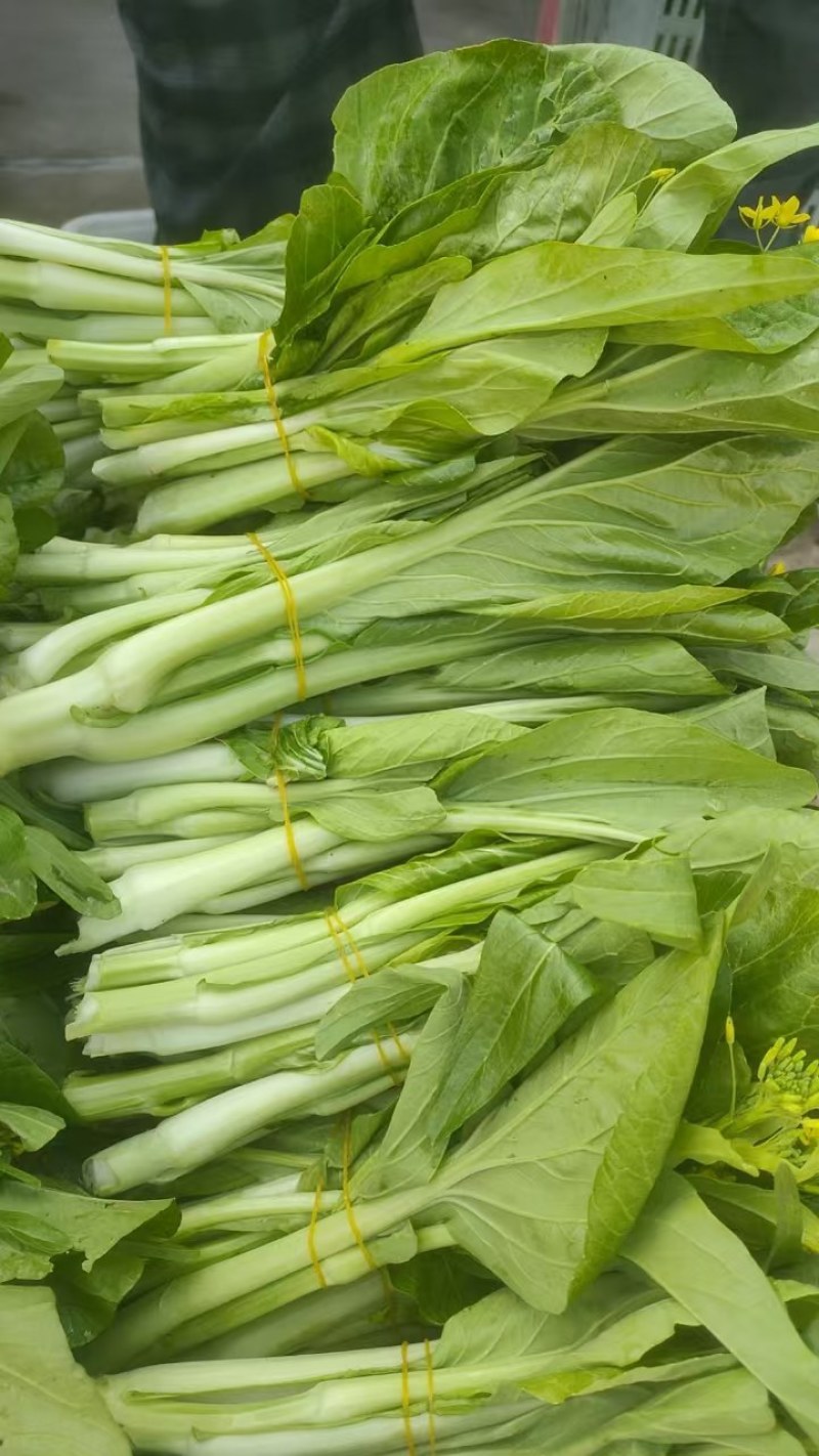 湖北白菜苔