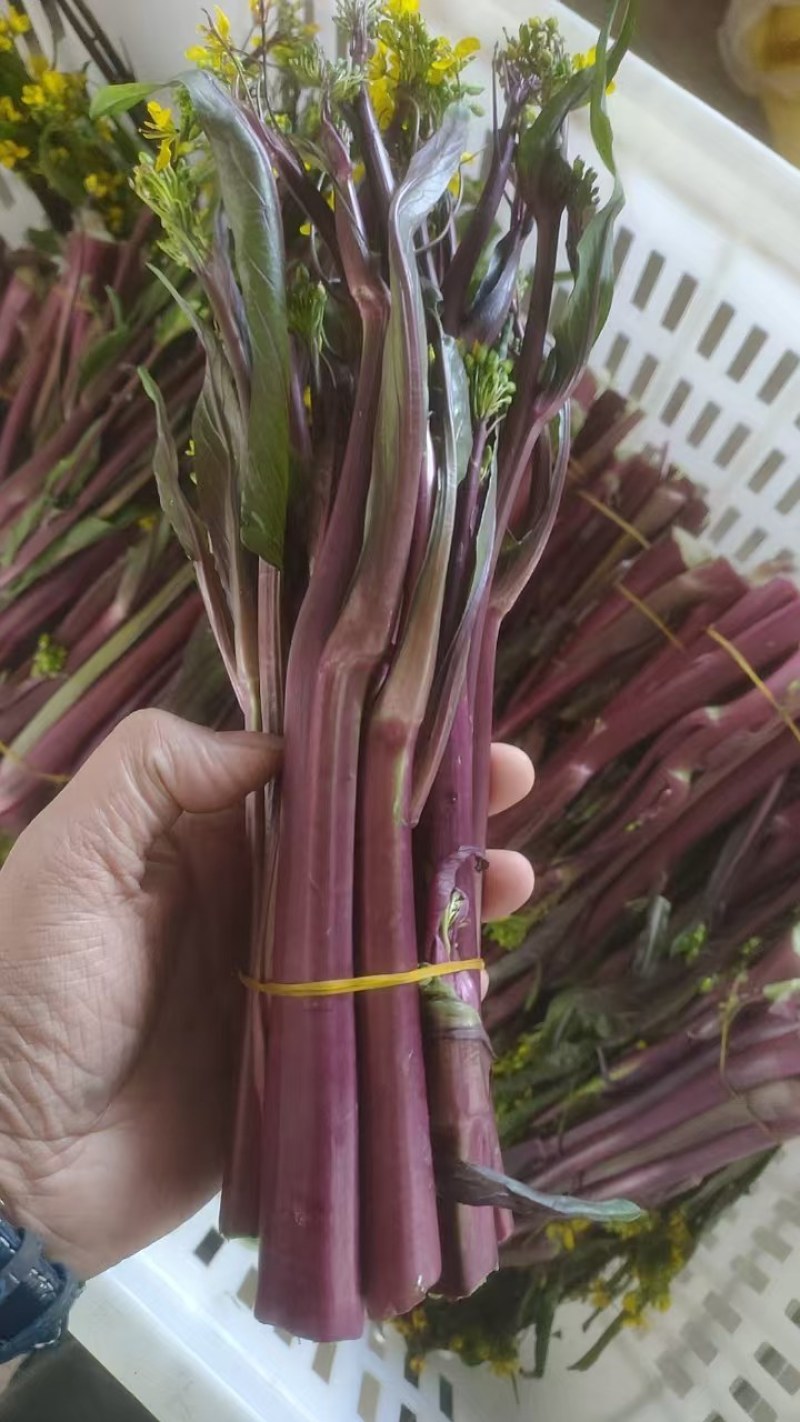 湖北红菜苔