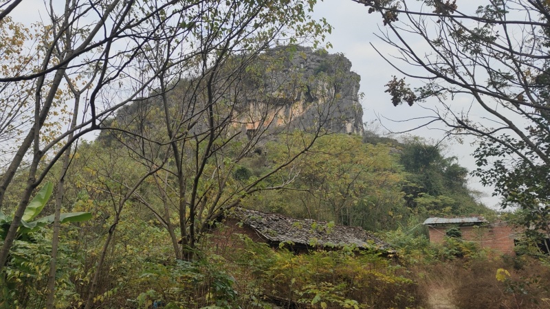 栾树，4-14公分，全冠结干都可以，