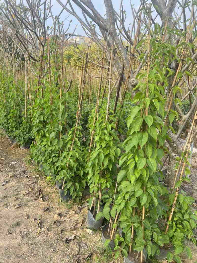 炮杖花3斤，7斤，10斤袋各种规格，大量低价出售