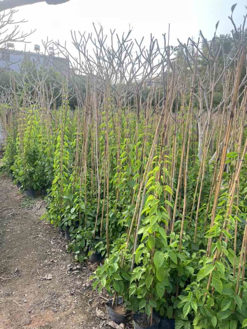 炮杖花3斤，7斤，10斤袋各种规格，大量低价出售
