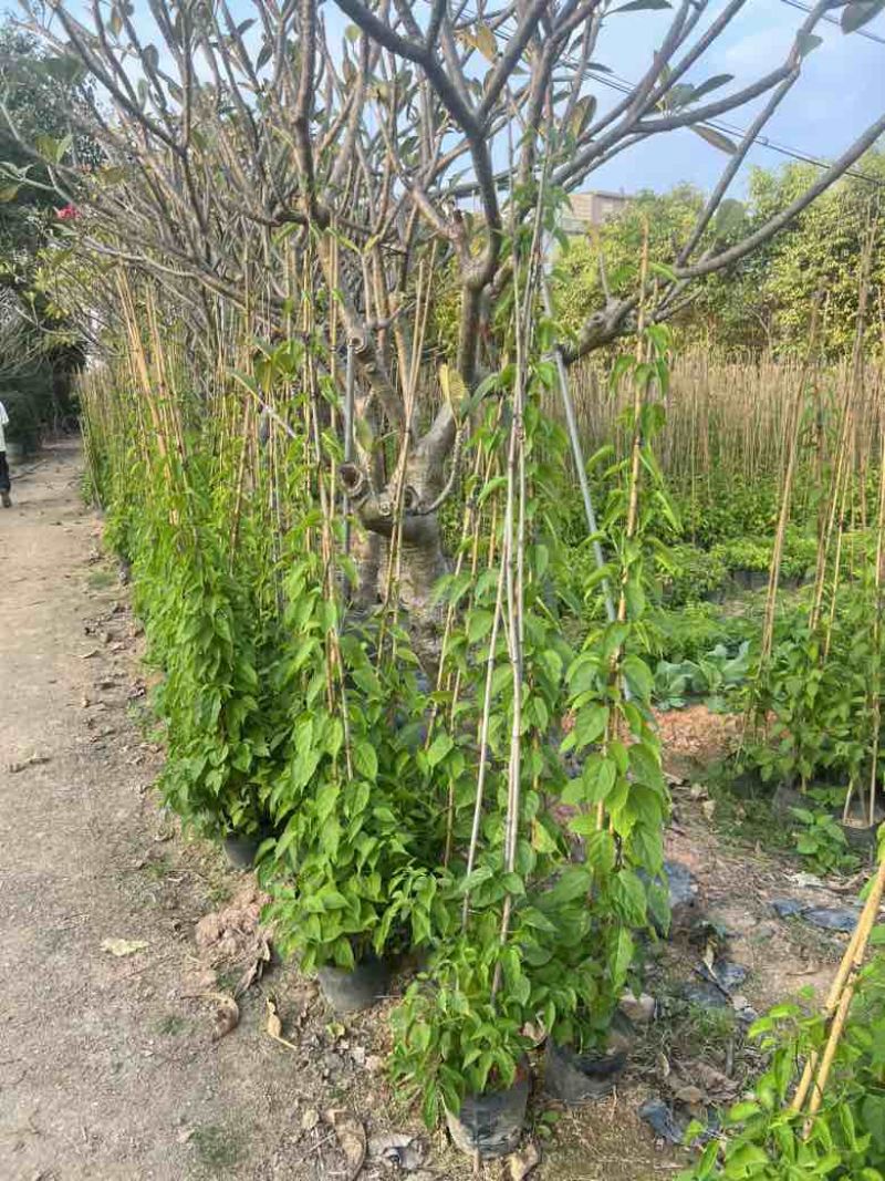炮杖花3斤，7斤，10斤袋各种规格，大量低价出售