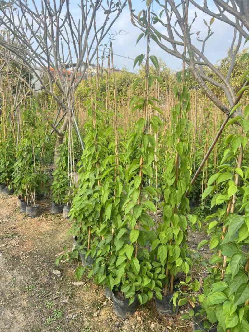炮杖花3斤，7斤，10斤袋各种规格，大量低价出售