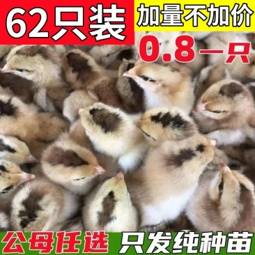 土鸡苗货到满意付款满千送百包防疫包运输