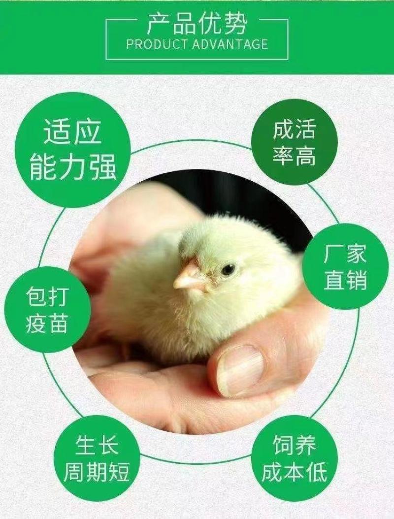 土鸡苗货到满意付款满千送百包防疫包运输