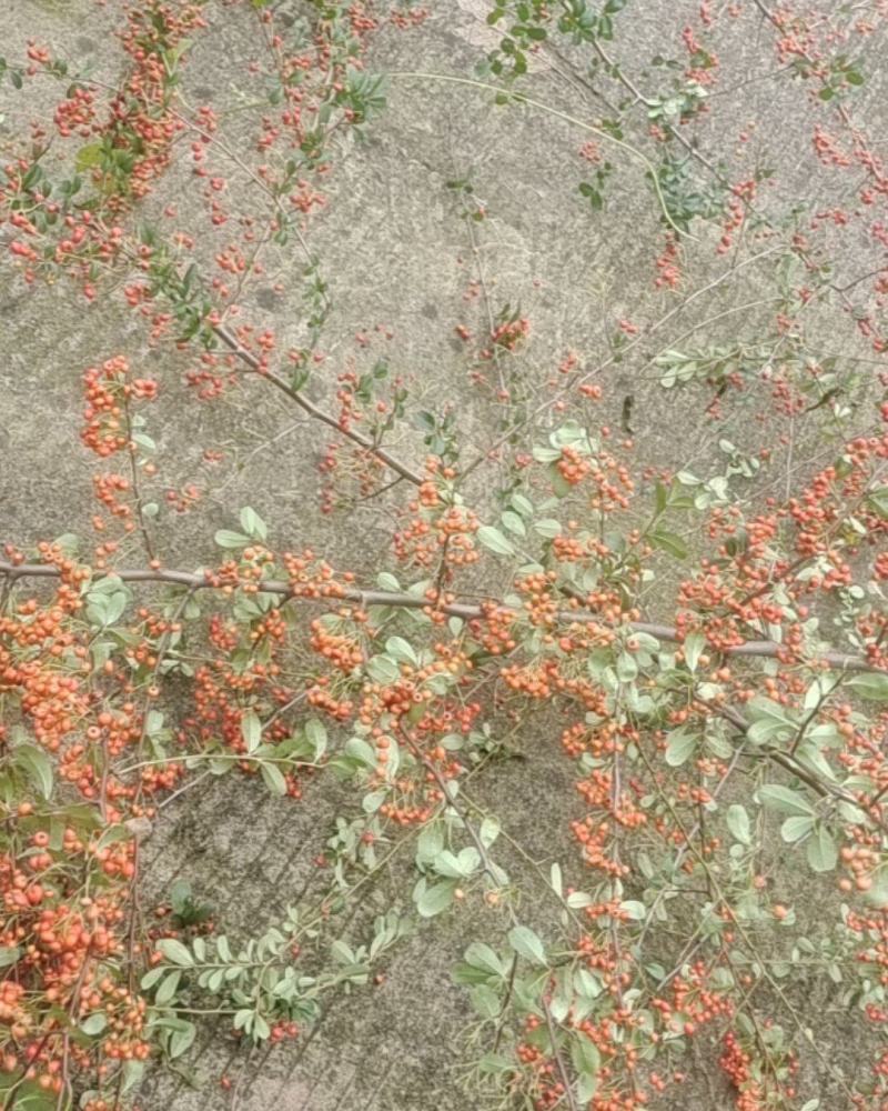 火棘