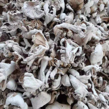 白参菌干货