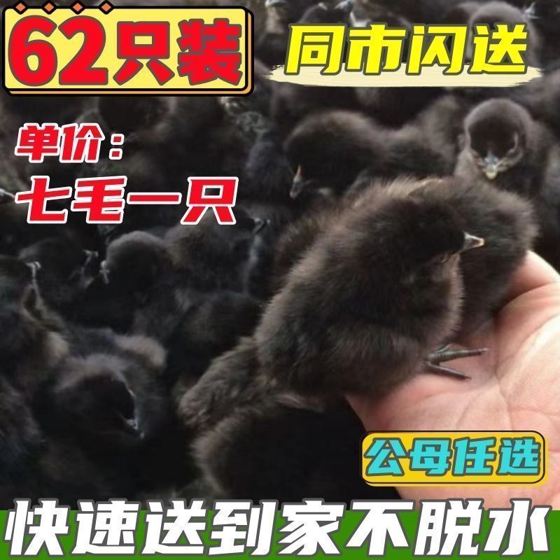 五黑鸡苗货到满意付款满千送百包防疫包运输