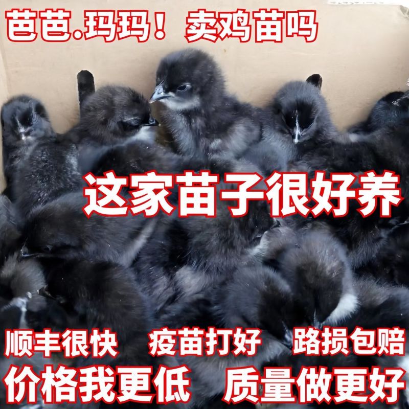 五黑鸡苗货到满意付款满千送百包防疫包运输