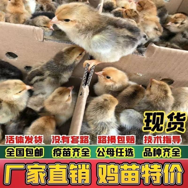 三黄鸡苗货到满意付款满千送百包防疫包运输