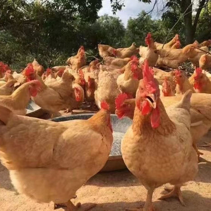 三黄鸡苗货到满意付款满千送百包防疫包运输