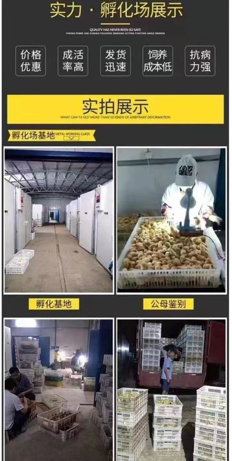 麻鸭苗货到满意付款满千送百包防疫包运输