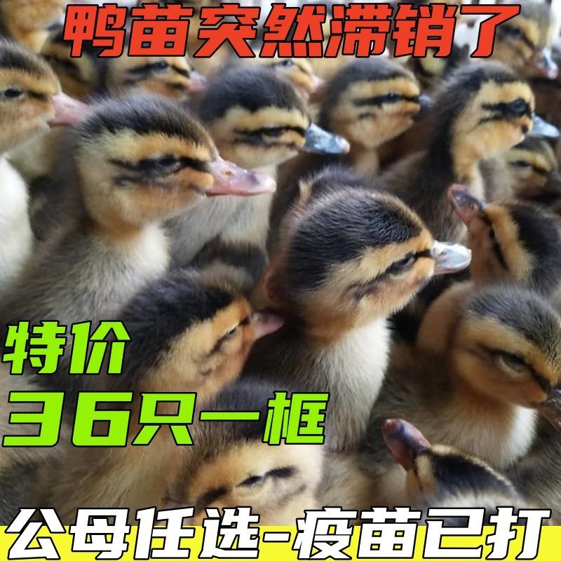 麻鸭苗货到满意付款满千送百包防疫包运输