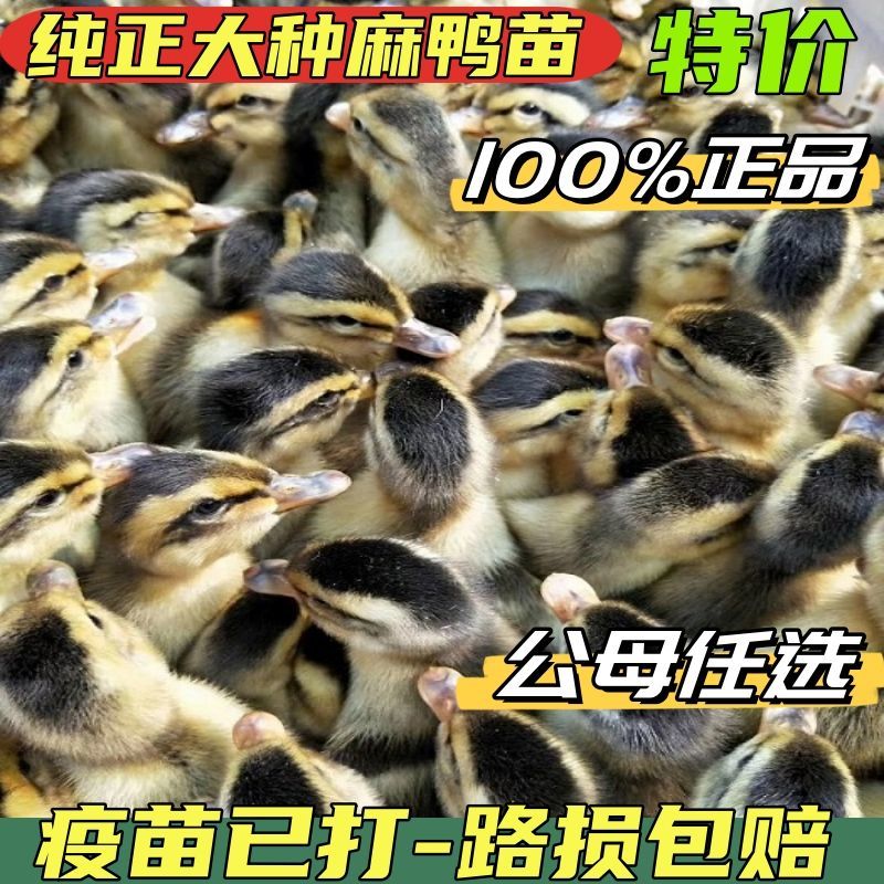 麻鸭苗货到满意付款满千送百包防疫包运输
