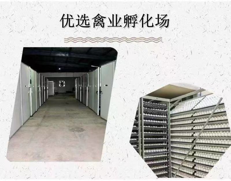 麻鸭苗货到满意付款满千送百包防疫包运输