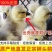 狮头鹅苗货到满意付款满千送百包防疫包运输