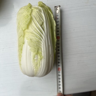 河南省南阳市娃娃菜（黄心）