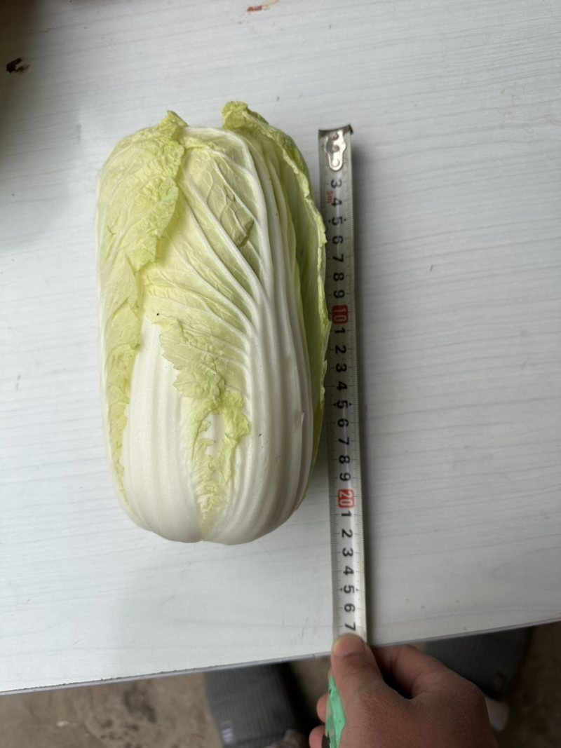 河南省南阳市娃娃菜（黄心）