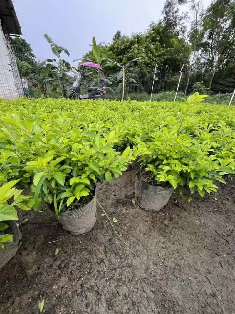 黄素梅30-120，各种规格，大量低价出售