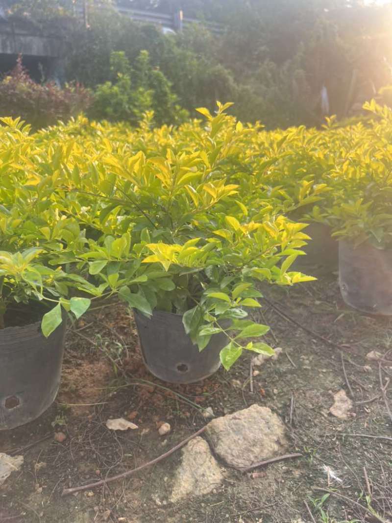 黄素梅30-120，各种规格，大量低价出售