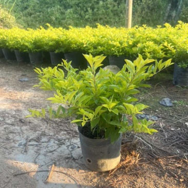黄素梅30-120，各种规格，大量低价出售