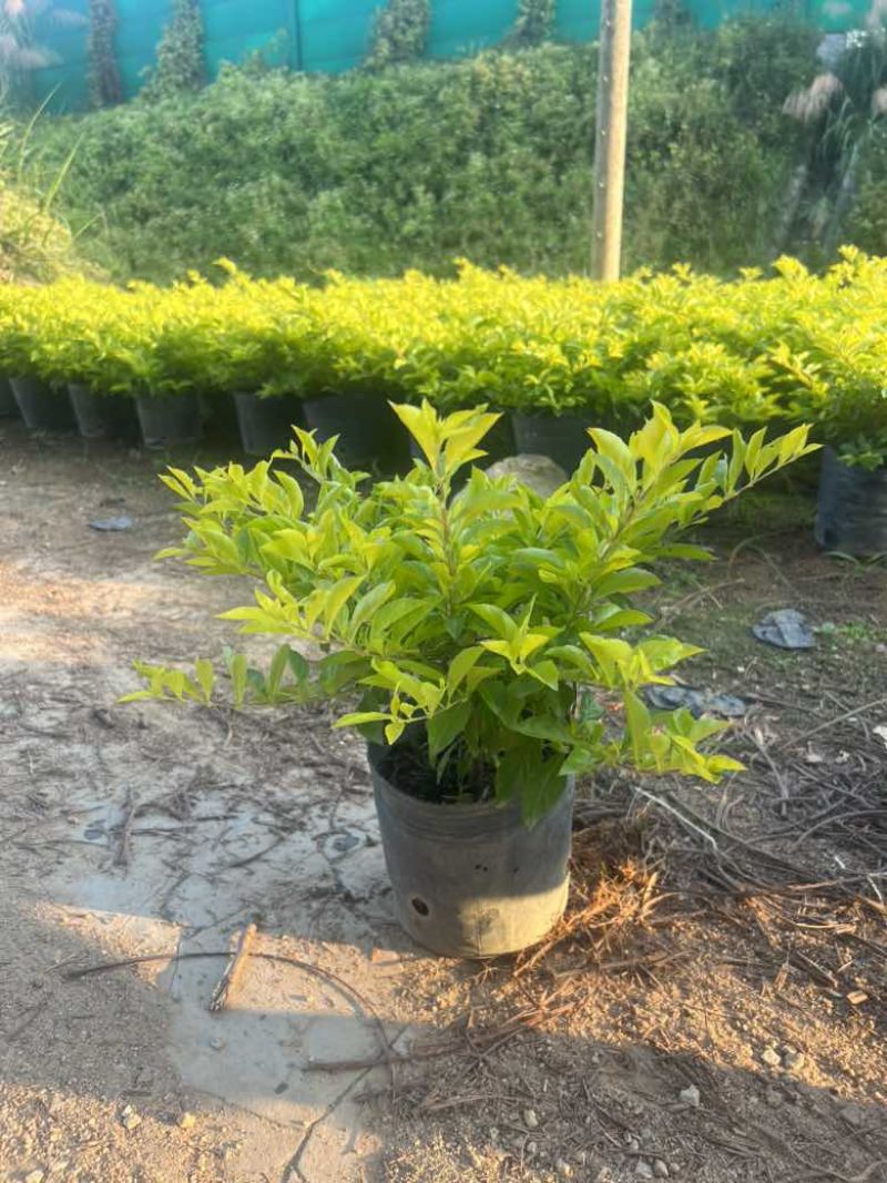 黄素梅30-120，各种规格，大量低价出售