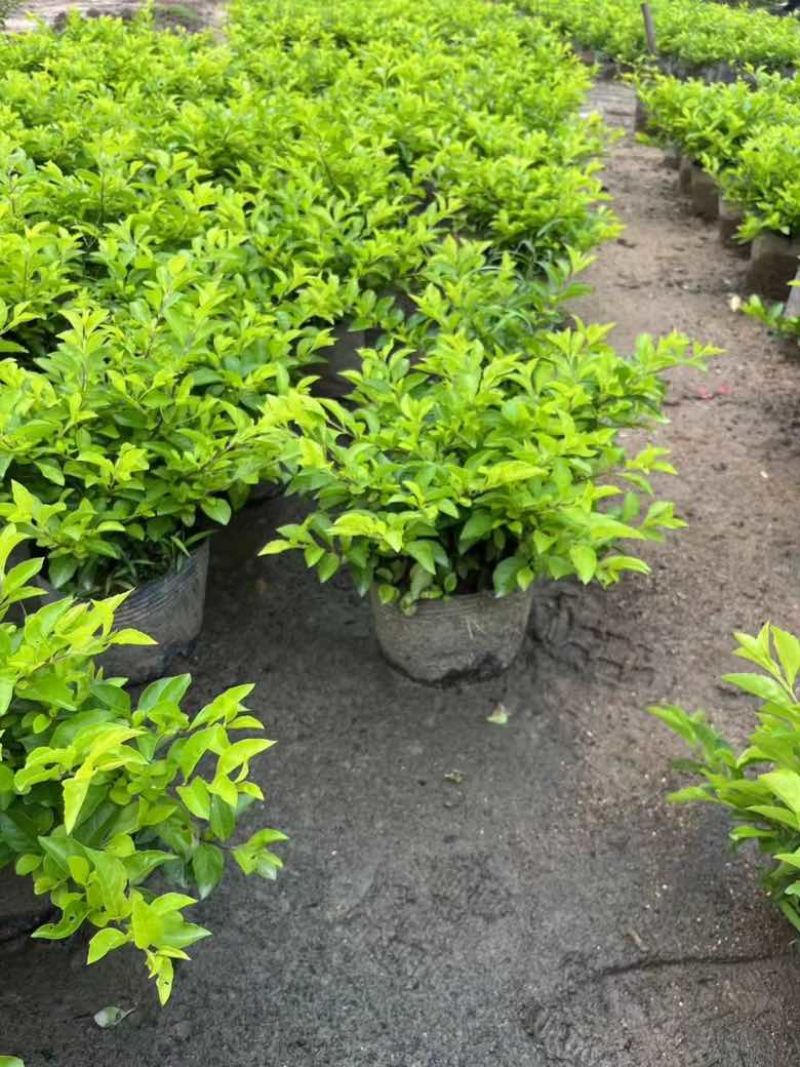 黄素梅30-120，各种规格，大量低价出售