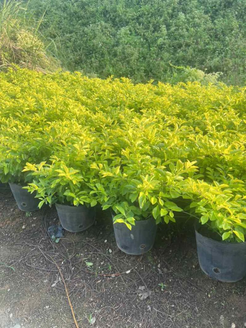 黄素梅30-120，各种规格，大量低价出售