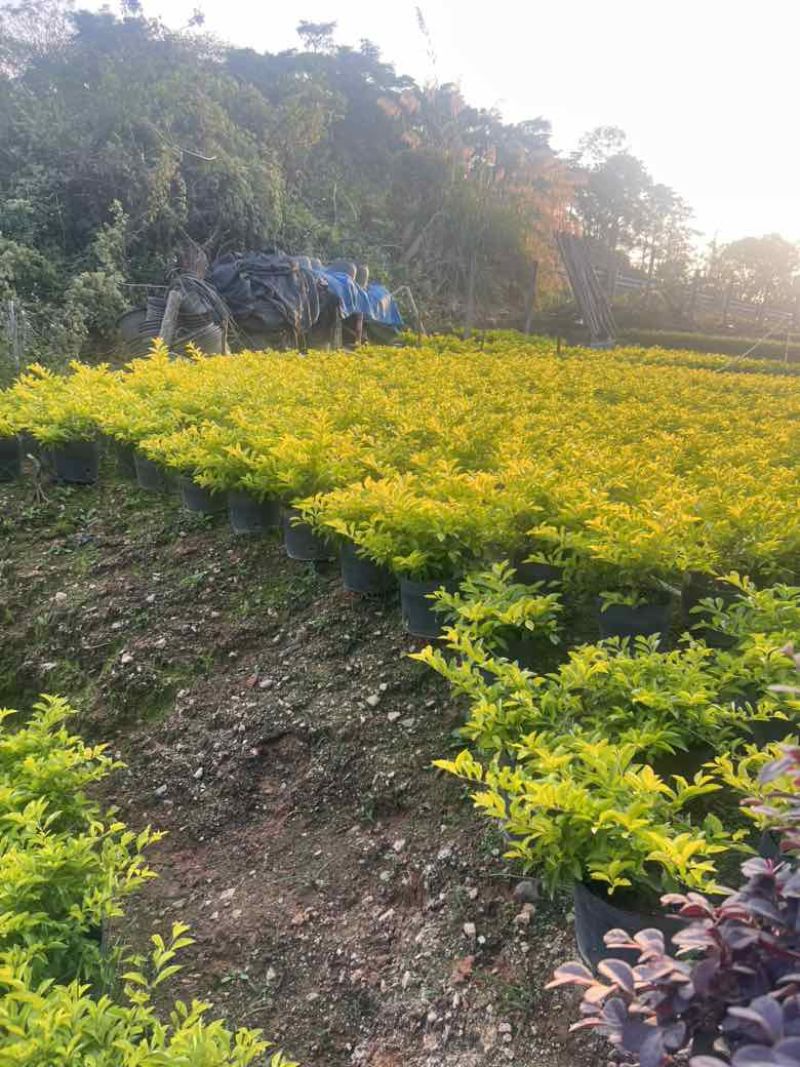 黄素梅30-120，各种规格，大量低价出售