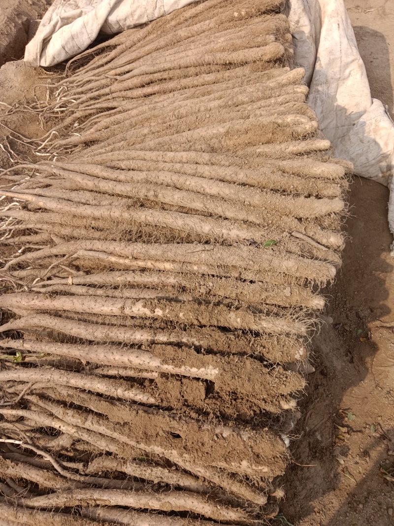 河南明权白玉山药西施山药九斤黄山药