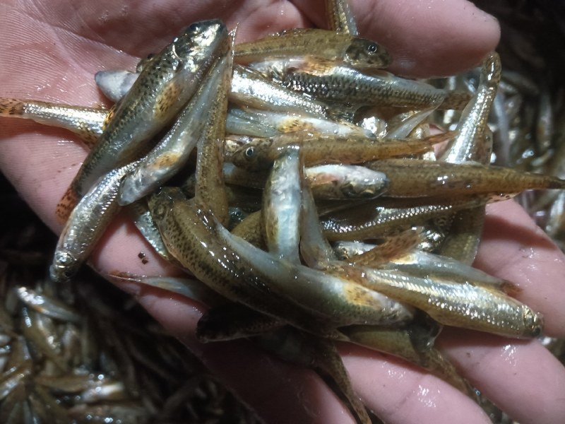 小河鱼